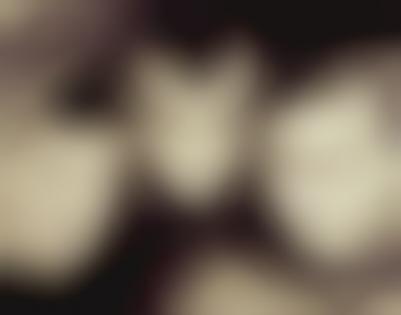 fans fine young cannibals