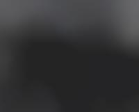 fans the four seasons