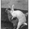 bidibulle13